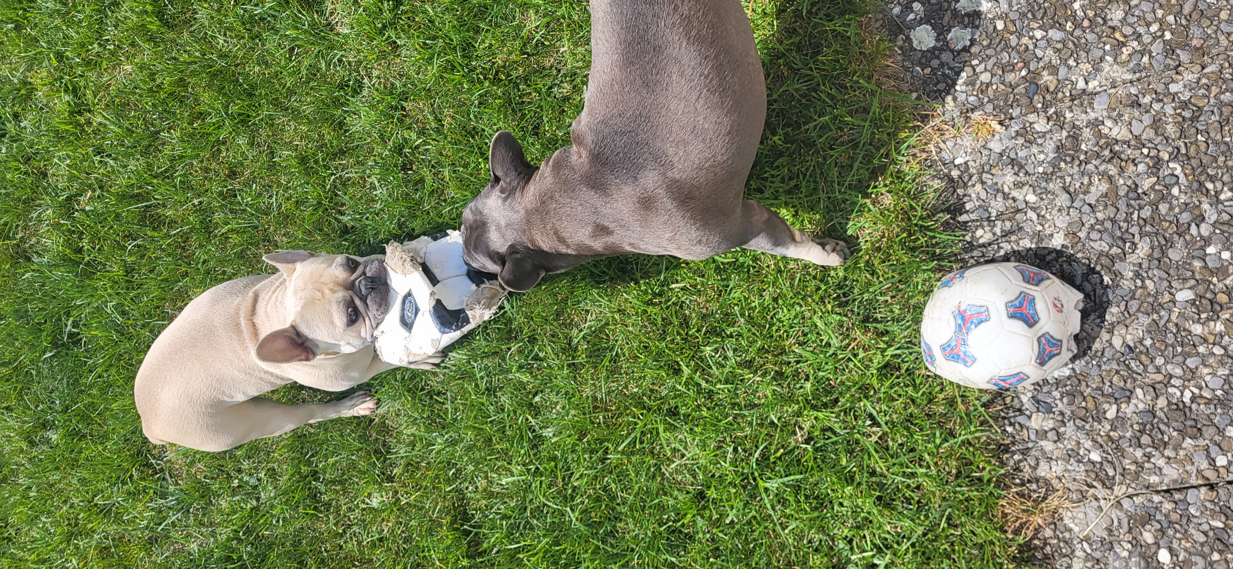 photo de chien en garderie