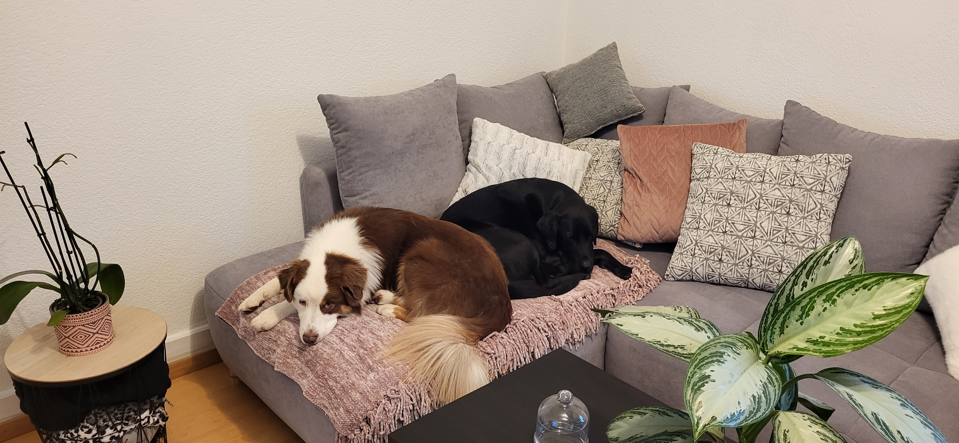 photo de chien en garderie