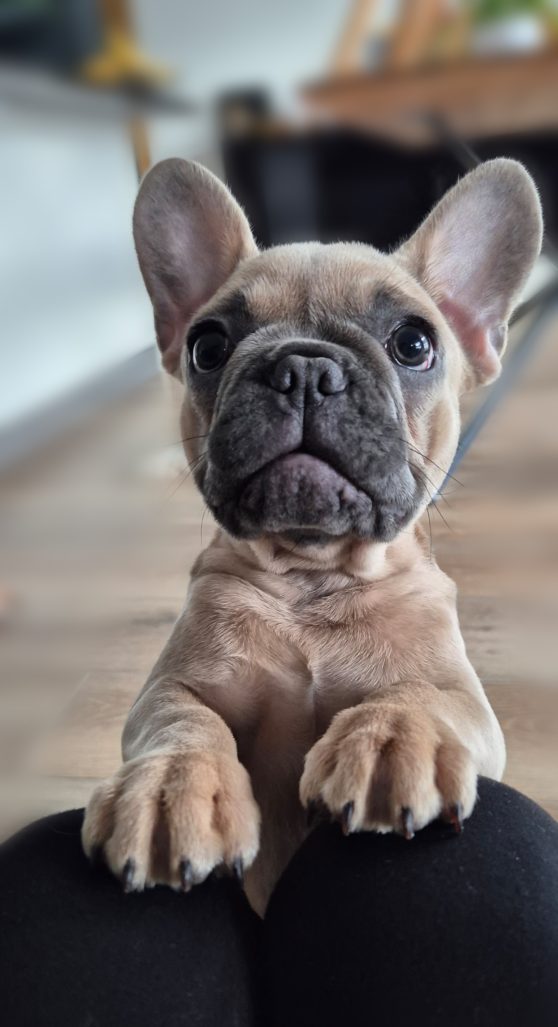 photo de chien en garderie