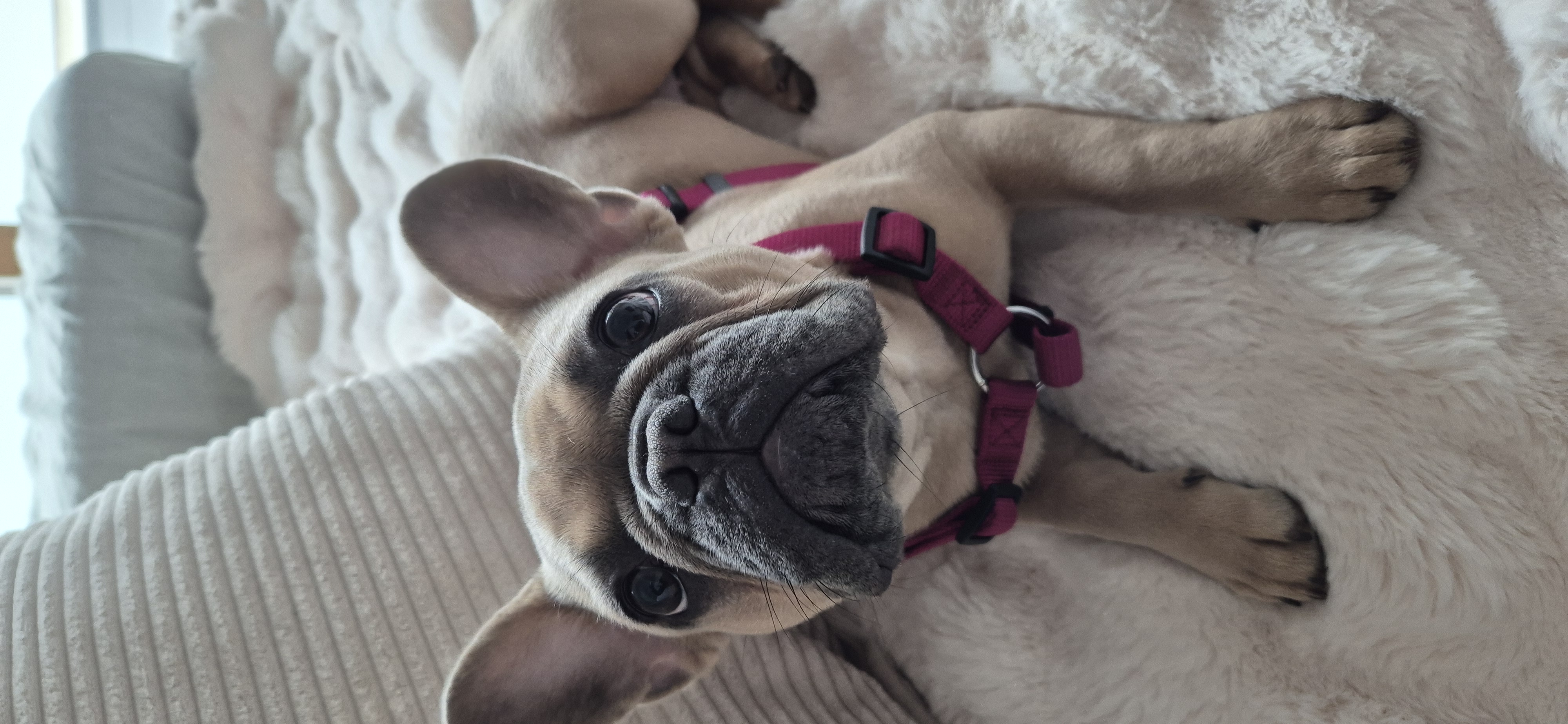 photo de chien en garderie