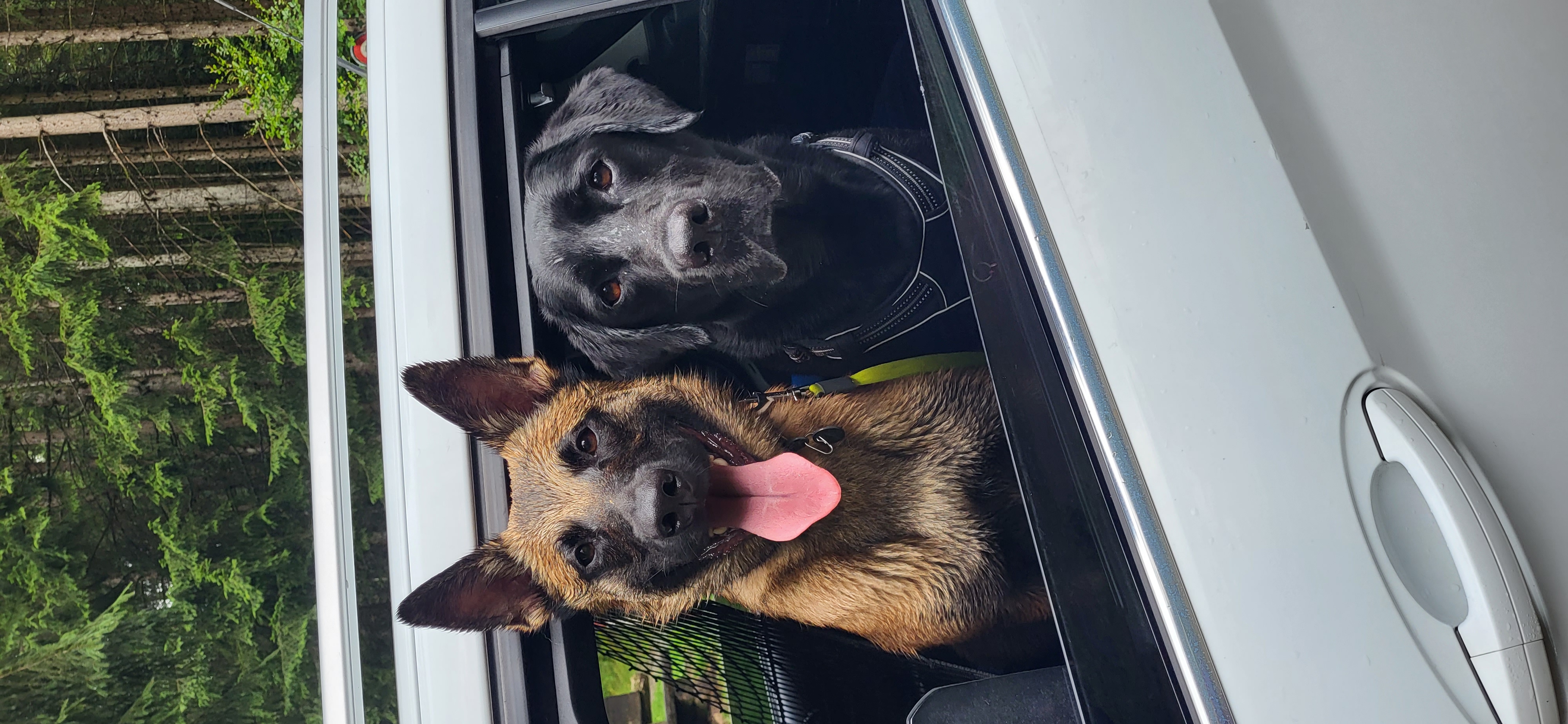 photo de chien dans la voiture