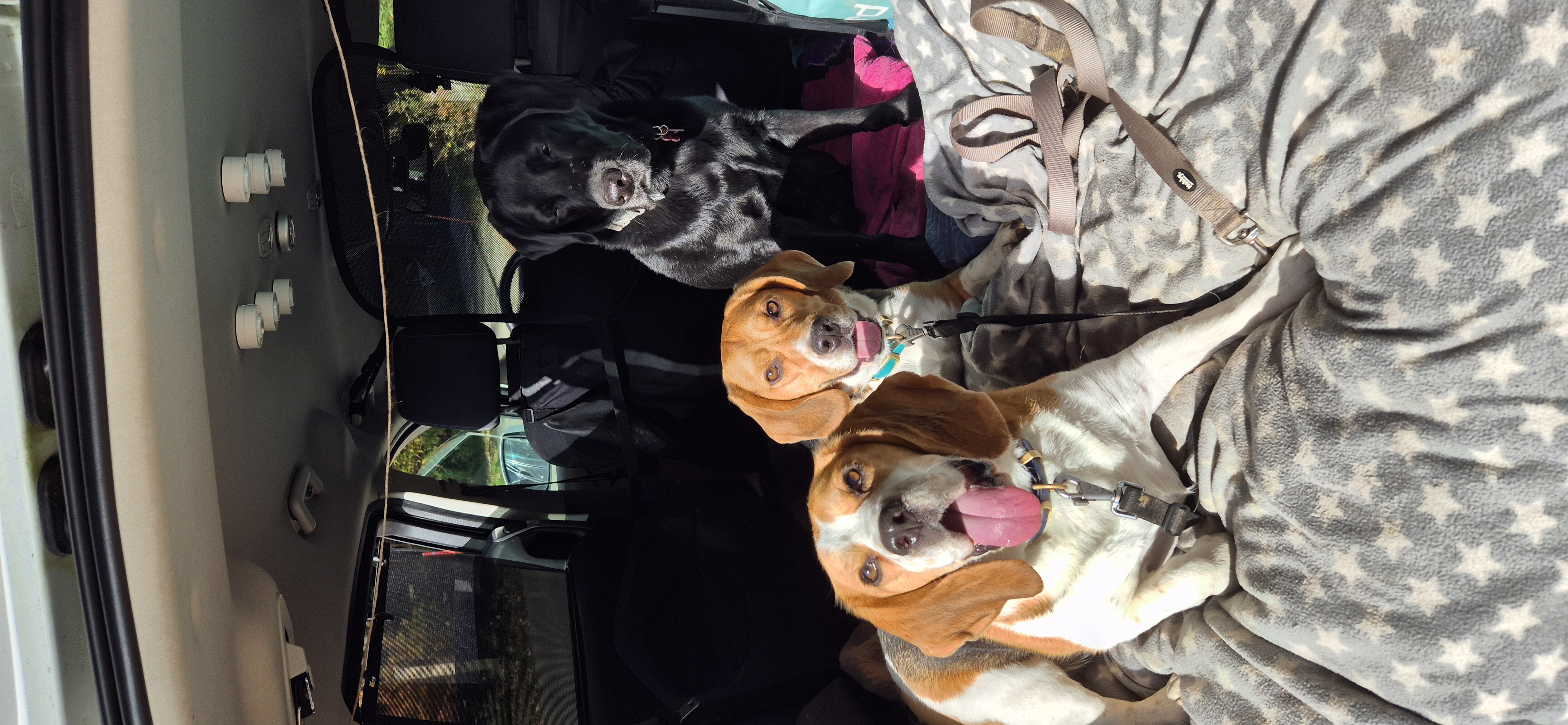 photo de chien dans la voiture