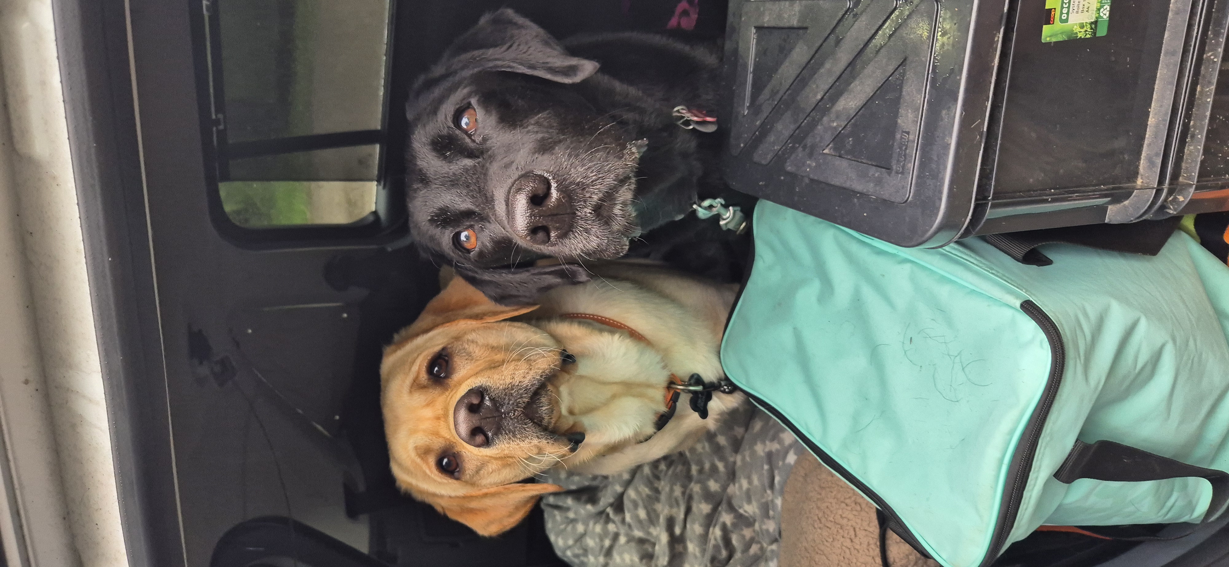 photo de chien dans la voiture