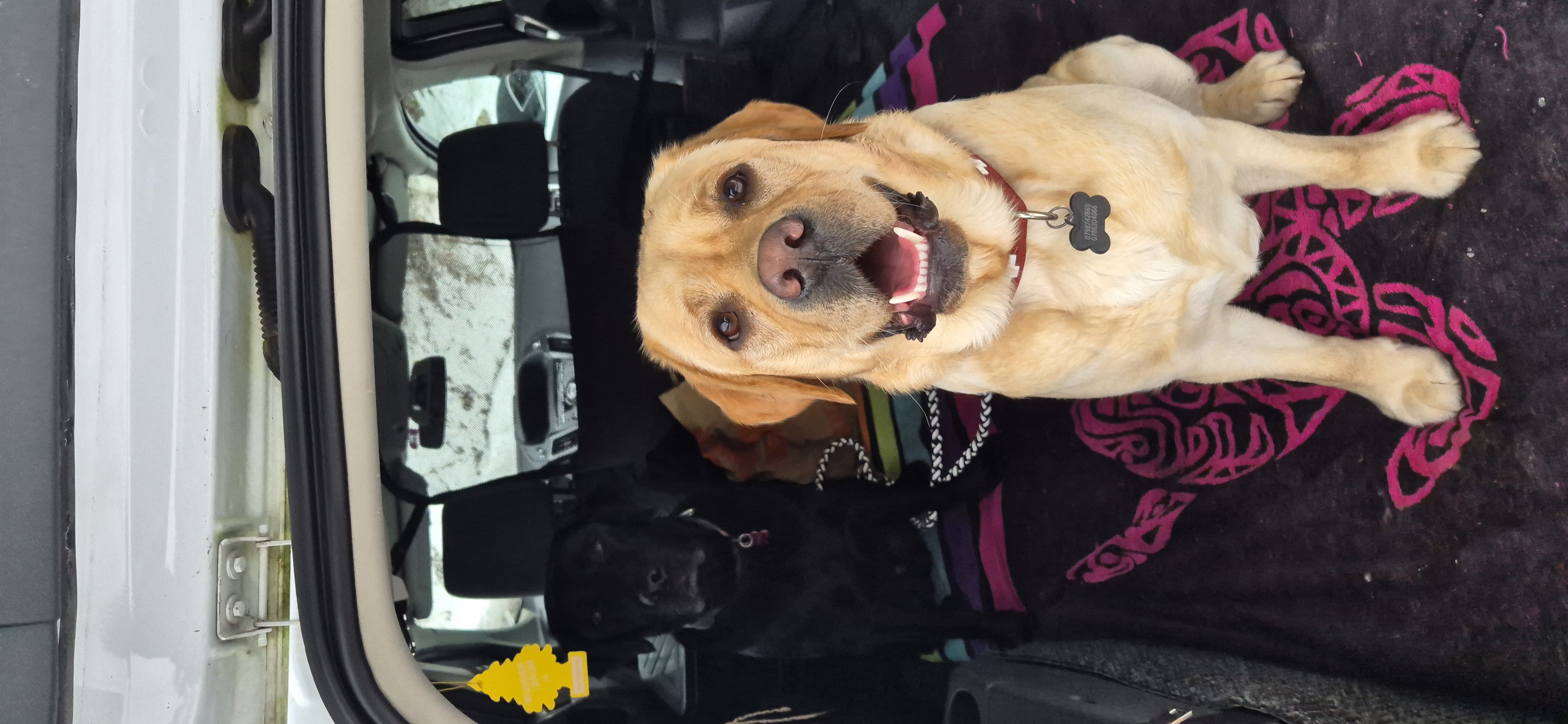 photo de chien dans la voiture