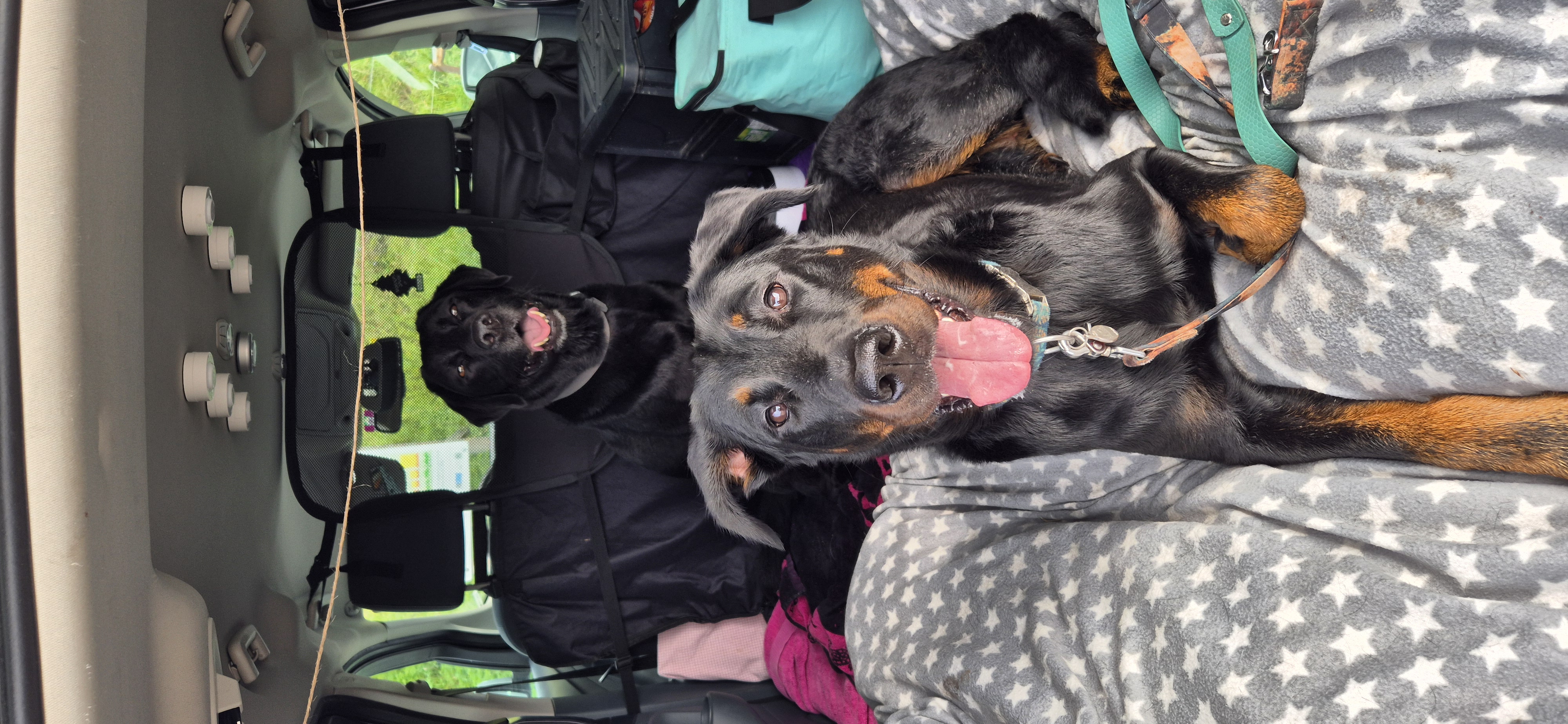 photo de chien dans la voiture