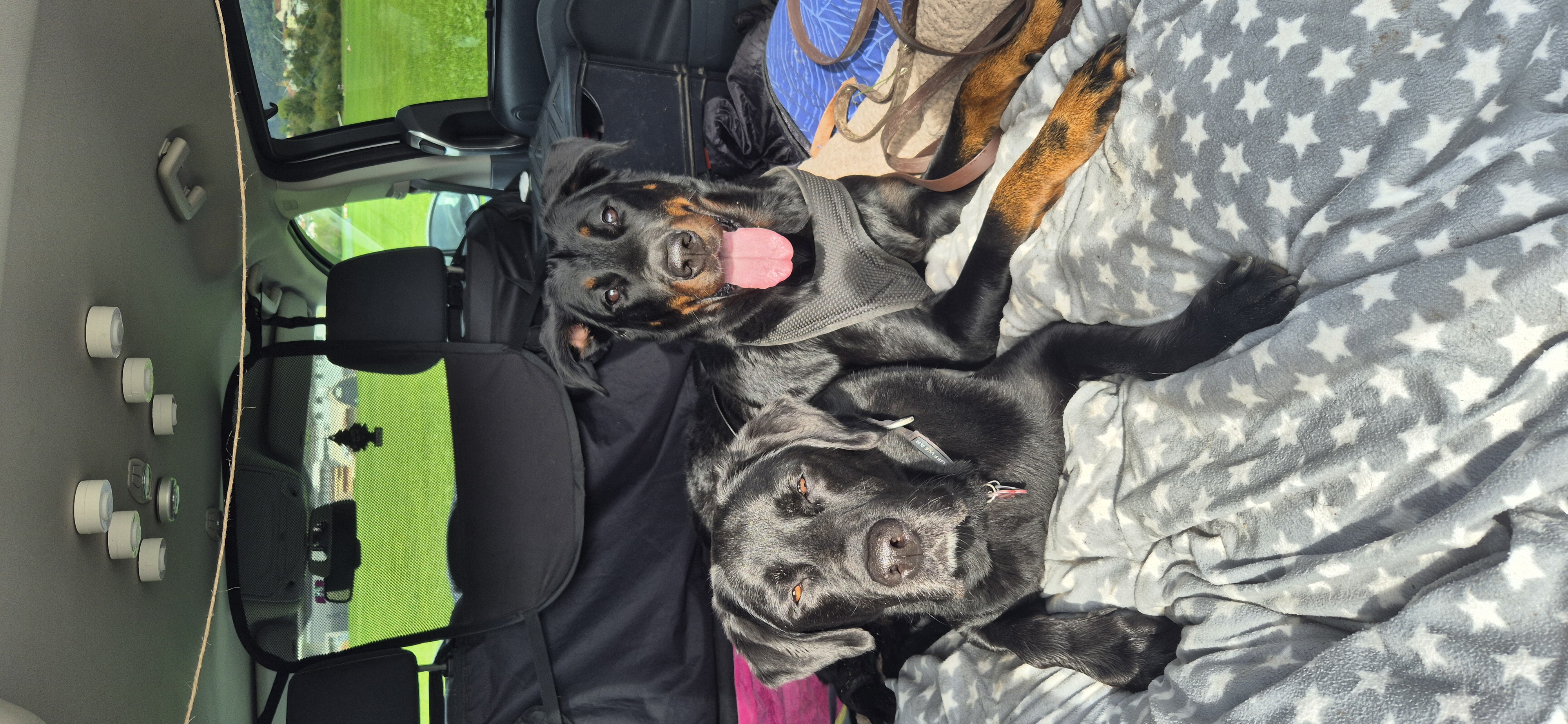 photo de chien dans la voiture